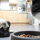pug laying on floor while cat eats cat food nearby